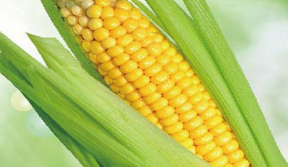 陶瓷膜應用：生物、醫(yī)藥行業(yè)